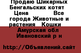 Продаю Шикарных Бенгальских котят › Цена ­ 17 000 - Все города Животные и растения » Кошки   . Амурская обл.,Ивановский р-н